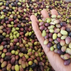 Bouteille 500ml Huile d'Olive Extra Vierge Fruité Mûr - Chorbane